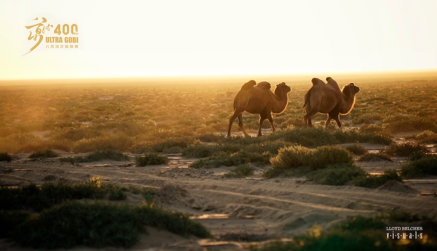 Gobi ultra 400 kameler